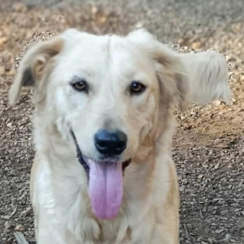 LUCIA, female mixed breed for adoption at Saving Souls Animal Rescue