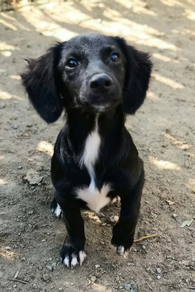 OREO, female mixed breed for adoption at Saving Souls Animal Rescue