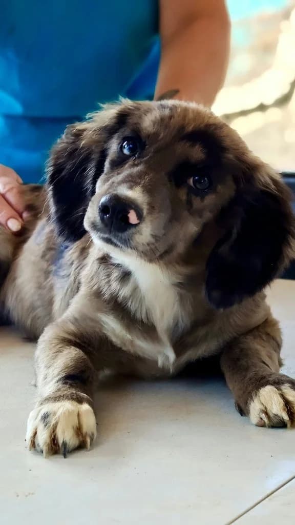 MISTY, female mixed breed for adoption at Saving Souls Animal Rescue