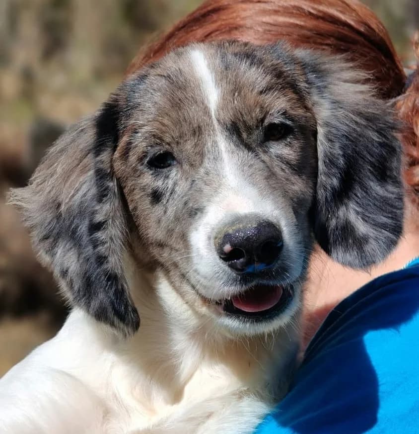SMOKEY, male mixed breed for adoption at Saving Souls Animal Rescue