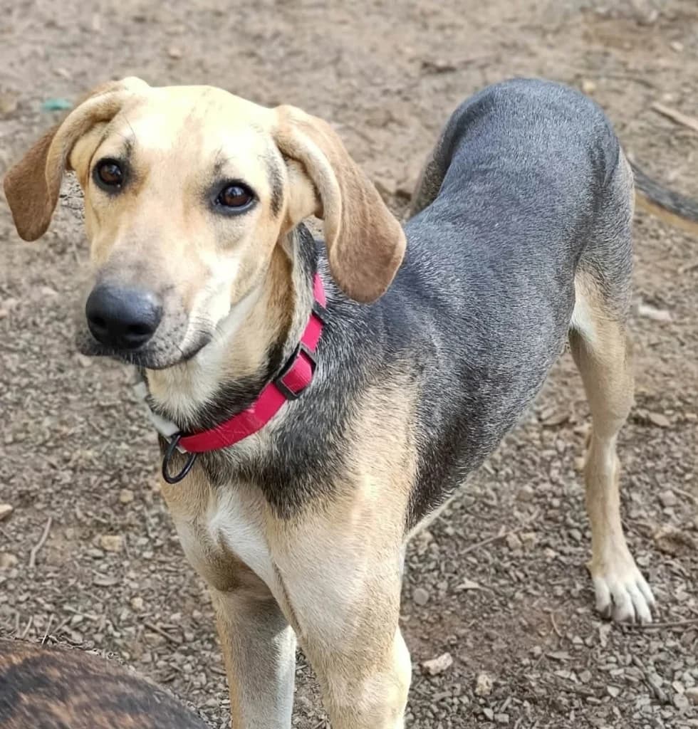 POPPY, female mixed breed for adoption at Saving Souls Animal Rescue