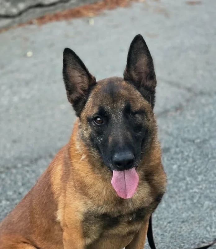 Apollon, male Belgian Malinois for adoption at Saving Souls Animal Rescue