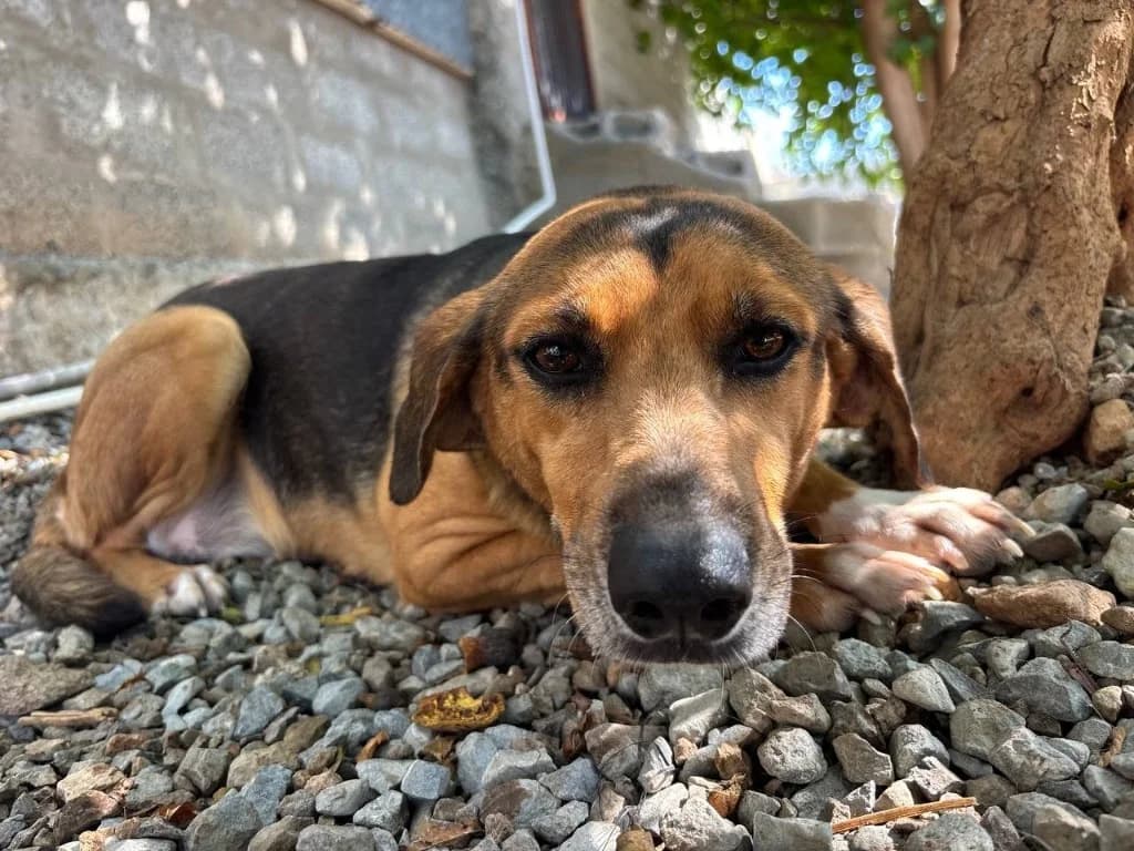 Pyla, female mixed breed for adoption at Saving Souls Animal Rescue
