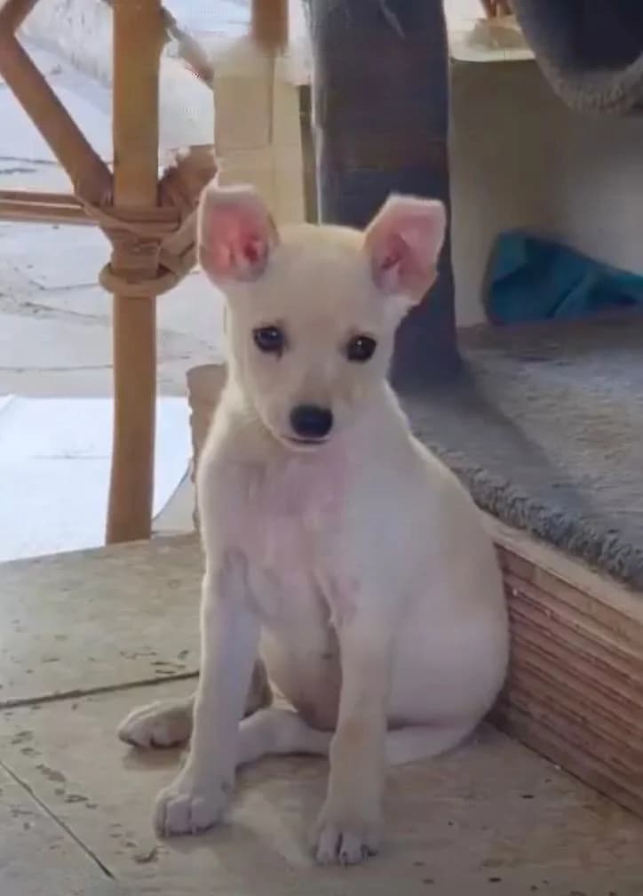 Jenny, female mixed breed for adoption at Saving Souls Animal Rescue