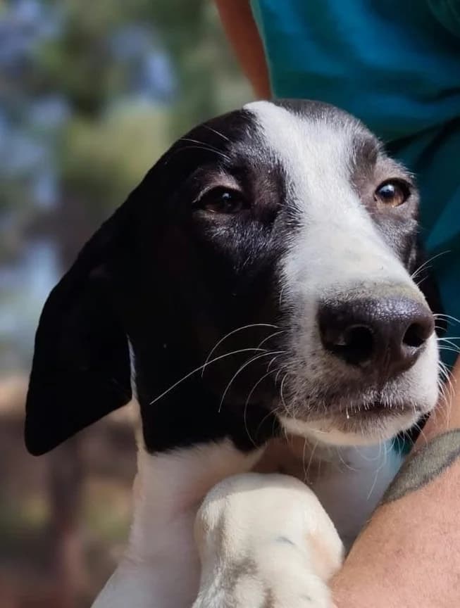 ASPEN, male mixed breed for adoption at Saving Souls Animal Rescue