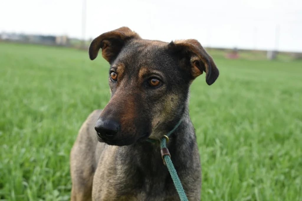 Artie, male mixed breed for adoption at Saving Souls Animal Rescue