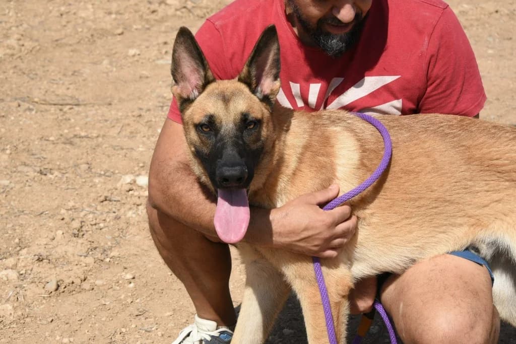 Tito, male mixed breed for adoption at Saving Souls Animal Rescue