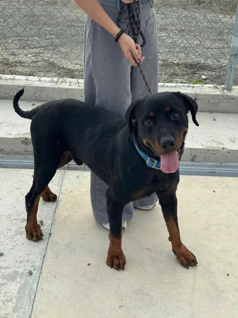 Max, male Rottweiler for adoption at Saving Souls Animal Rescue
