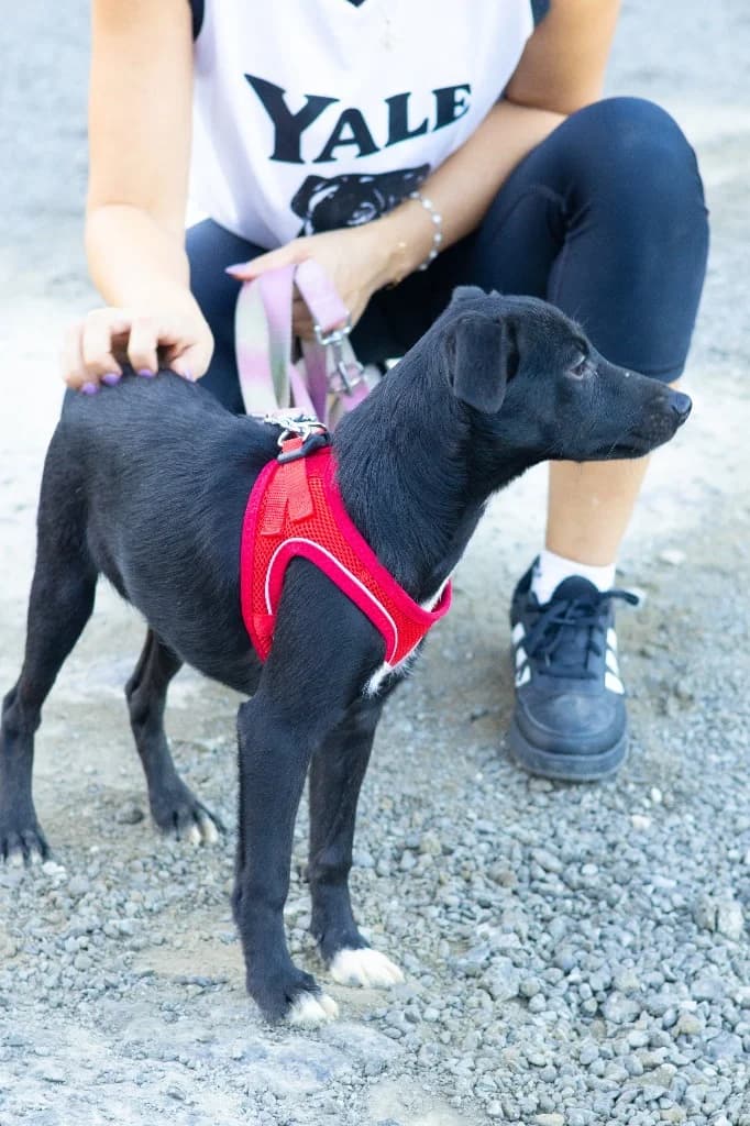 Ivy, female mixed breed for adoption at Saving Souls Animal Rescue