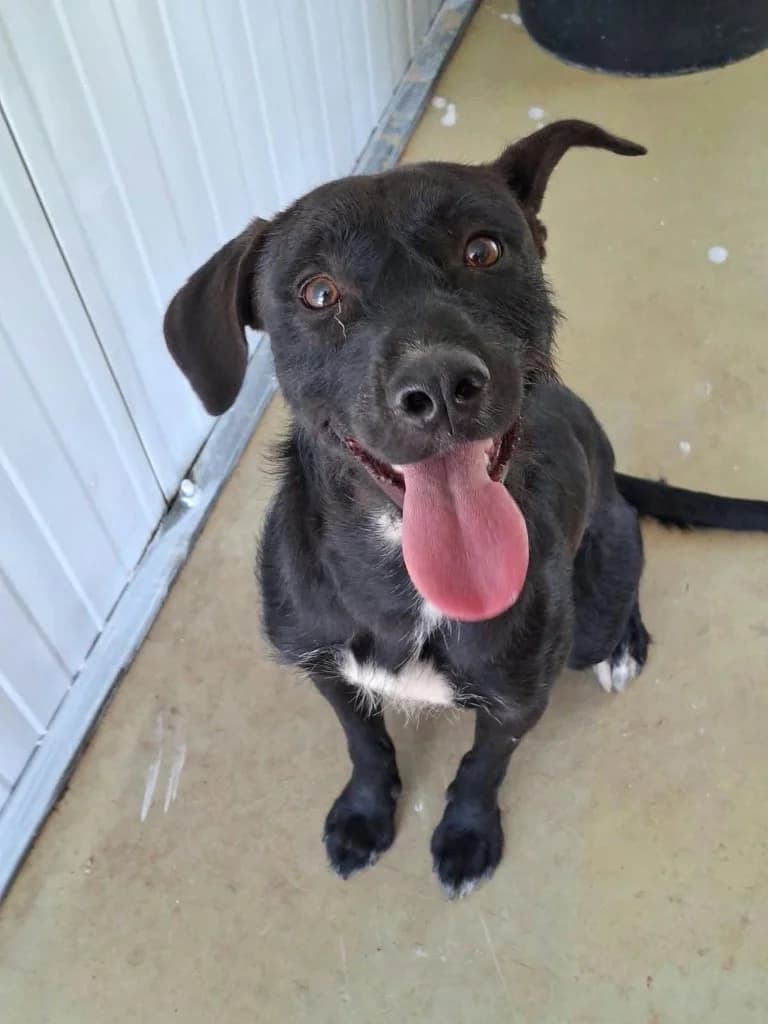 Preto, male mixed breed for adoption at Saving Souls Animal Rescue