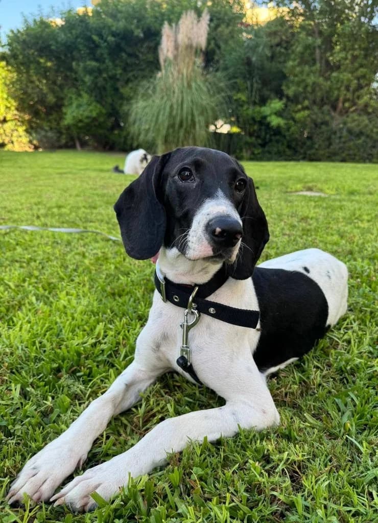 Shanel, female mixed breed for adoption at Saving Souls Animal Rescue