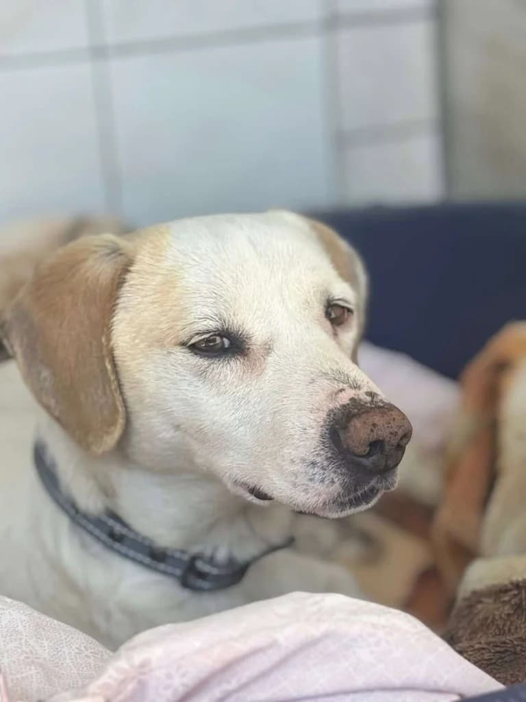 Arthur, male mixed breed for adoption at Saving Souls Animal Rescue