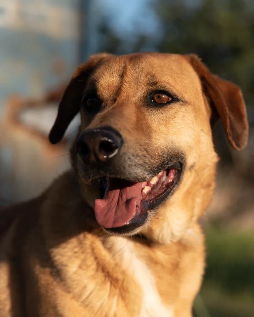 Riko, male mixed breed for adoption at Saving Souls Animal Rescue