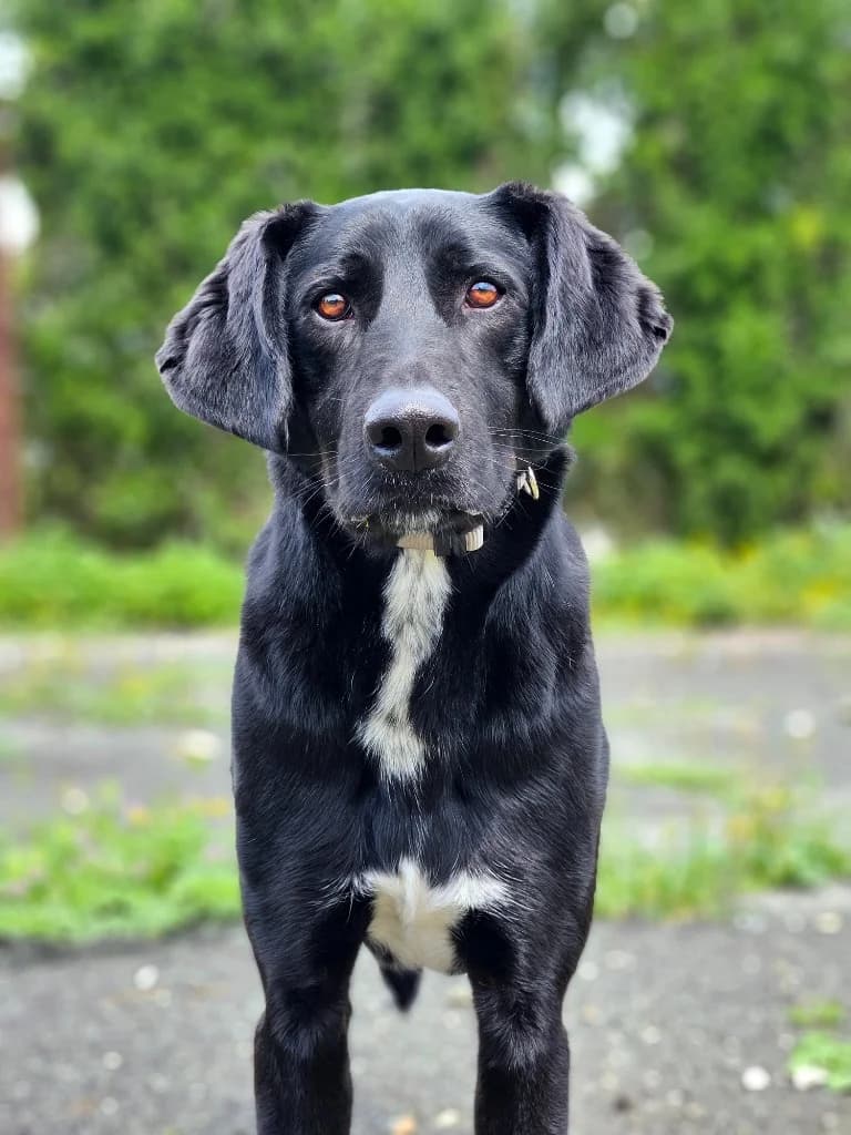Levi, male mixed breed for adoption at Saving Souls Animal Rescue