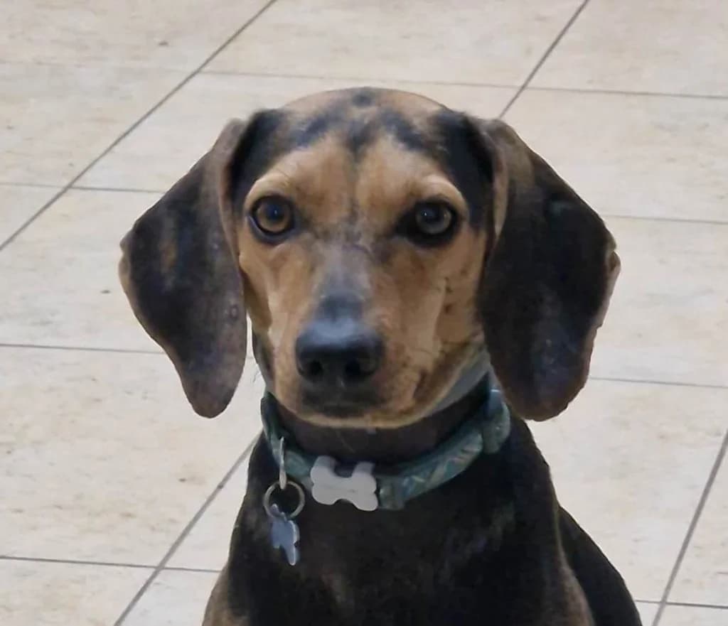 Chivas, male mixed breed for adoption at Saving Souls Animal Rescue