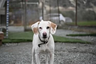 Leo, male mixed breed for adoption at Saving Souls Animal Rescue