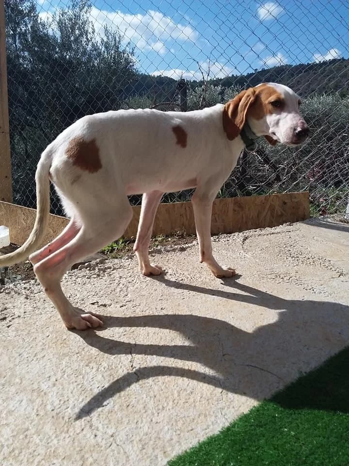 Oskar, male mixed breed for adoption at Saving Souls Animal Rescue