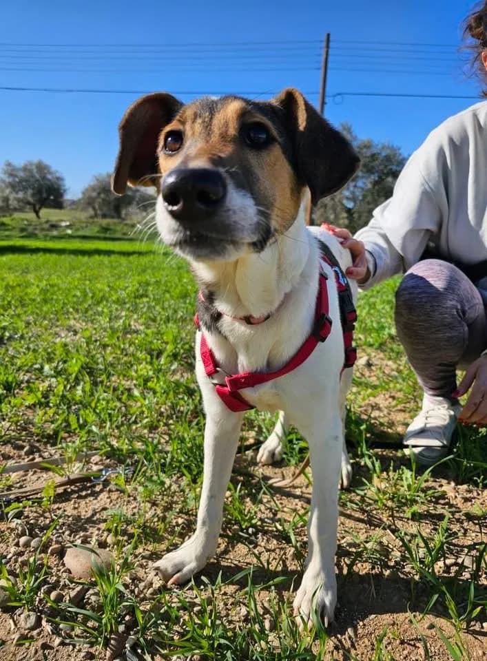 Nora, female mixed breed for adoption at Saving Souls Animal Rescue