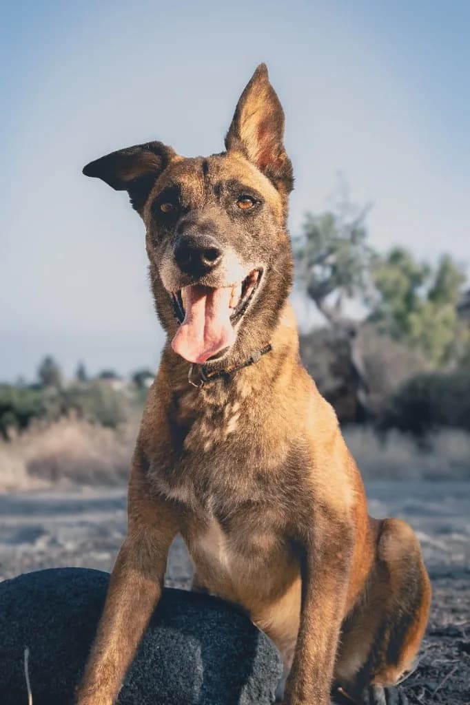 Morits, male mixed breed for adoption at Saving Souls Animal Rescue