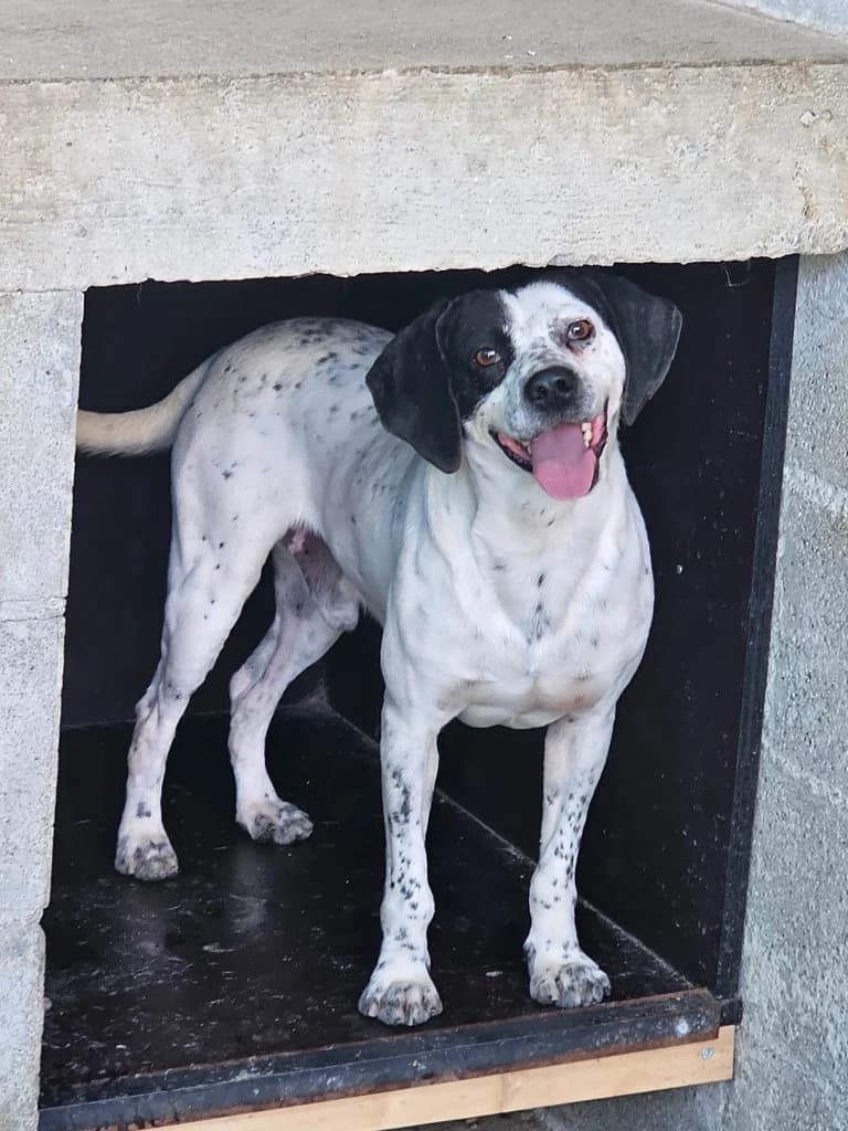 Patch, male Pointer for adoption at Saving Souls Animal Rescue