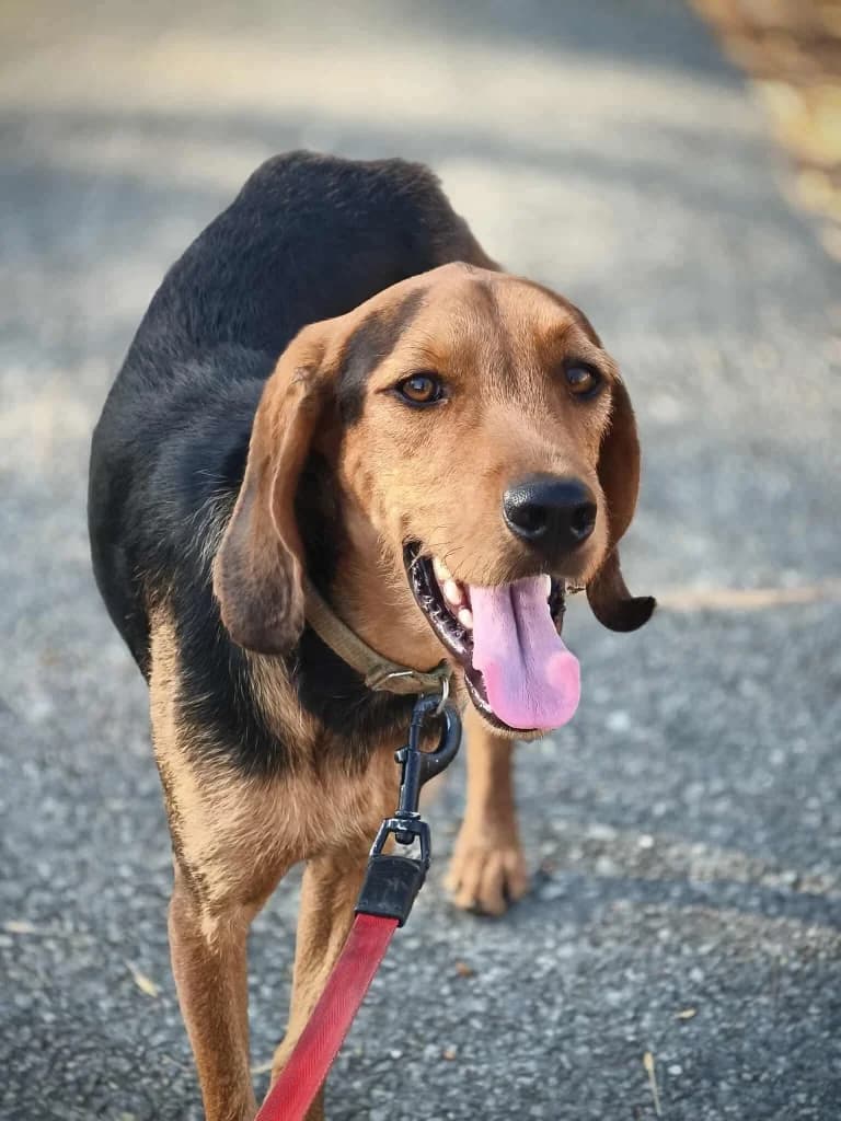Pluto, male mixed breed for adoption at Saving Souls Animal Rescue