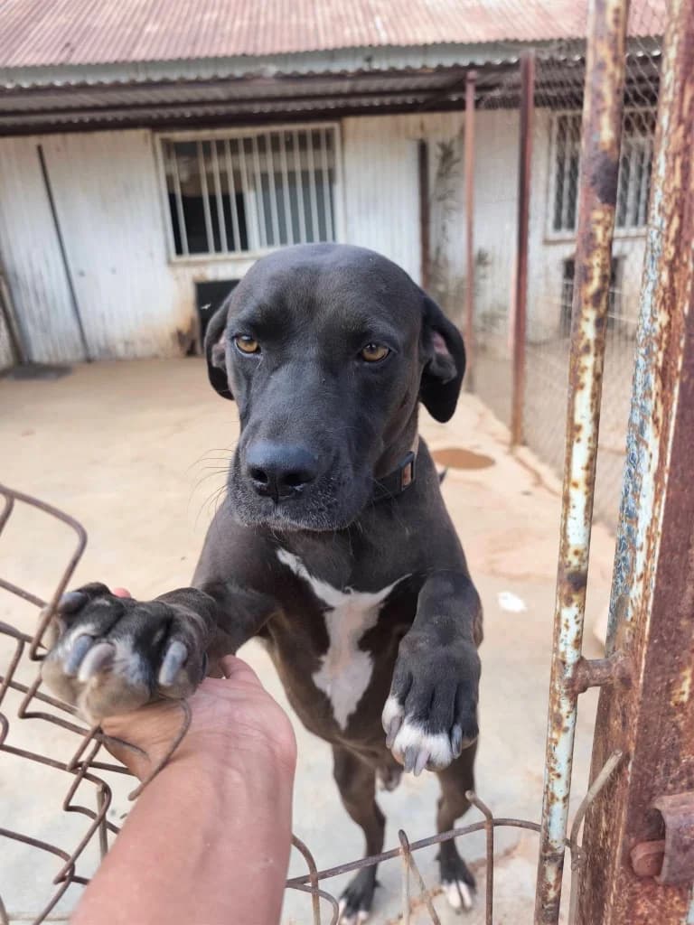 Bruno, male mixed breed for adoption at Saving Souls Animal Rescue
