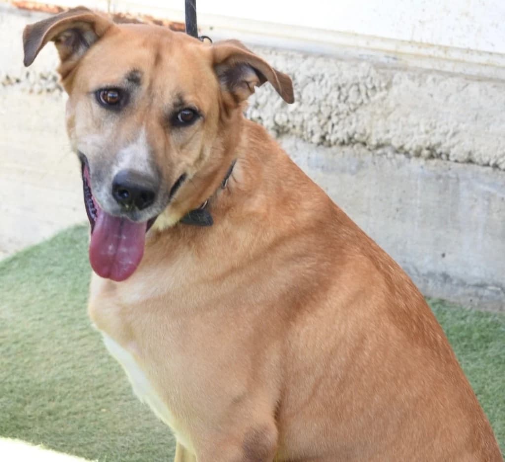 Batu, male mixed breed for adoption at Saving Souls Animal Rescue