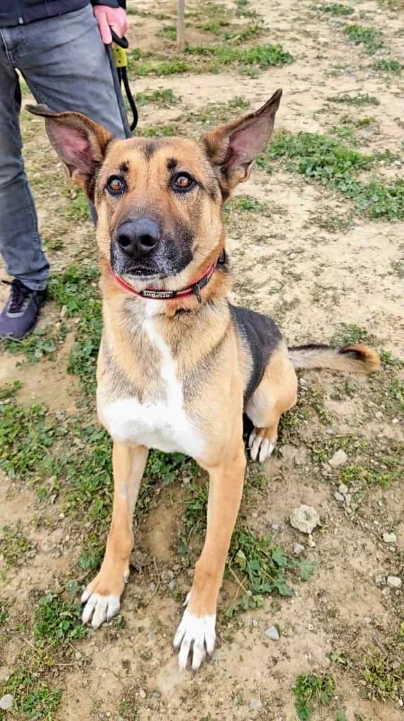 King, male mixed breed for adoption at Saving Souls Animal Rescue