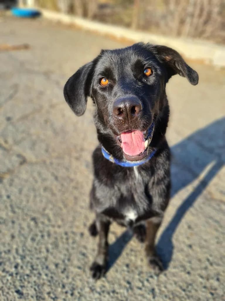 Bruno, male Labrador Retriever for adoption at Saving Souls Animal Rescue