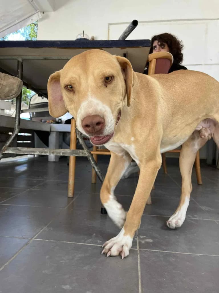Nugget, male mixed breed for adoption at Saving Souls Animal Rescue