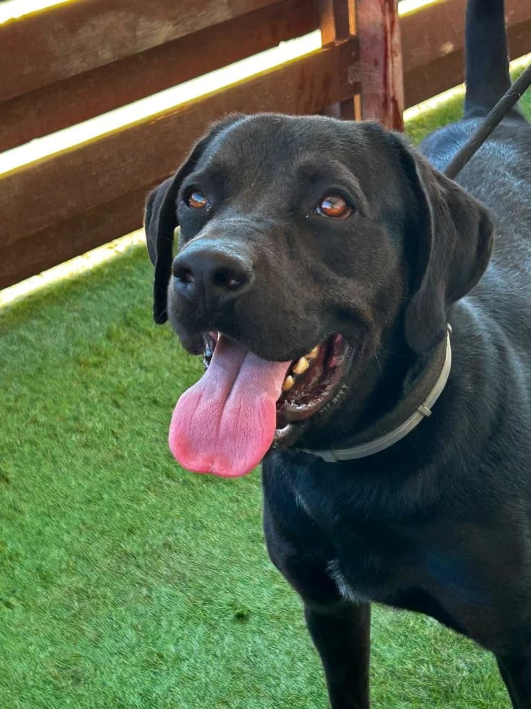 Barney (aka Robin), male mixed breed for adoption at Saving Souls Animal Rescue