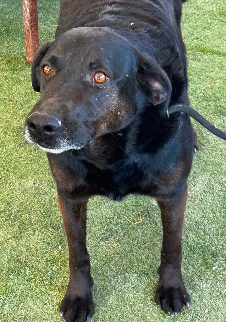 Kane, male Labrador Retriever for adoption at Saving Souls Animal Rescue