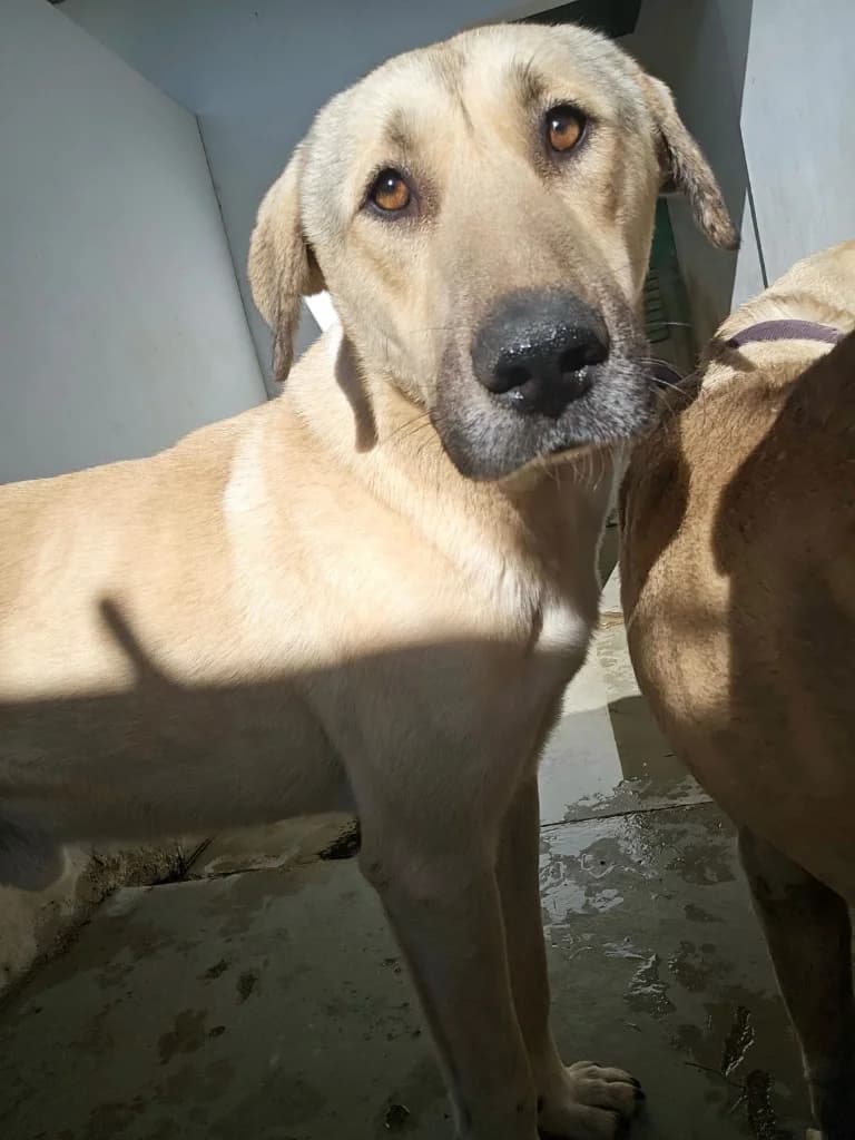 Keith, male mixed breed for adoption at Saving Souls Animal Rescue