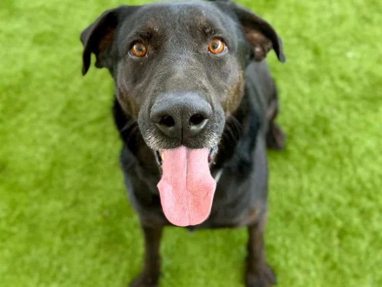 Kane, male 6yo Labrador Retriever for adoption at Simba Animal Aid Cyprus