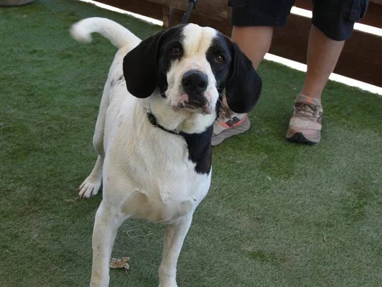 Kylo, male 4yo Pointer for adoption at Simba Animal Aid Cyprus