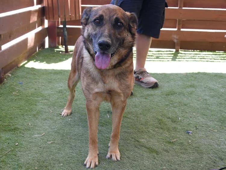 Ally, female 4yo German Shepherd for adoption at Simba Animal Aid Cyprus