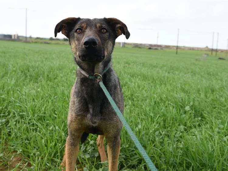 Artie, male young mixed breed for adoption at Simba Animal Aid Cyprus