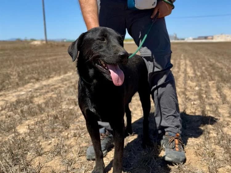 Billy, male 3yo Labrador Retriever for adoption at Simba Animal Aid Cyprus