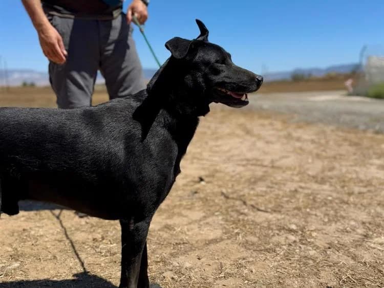 Blackjack, male 3yo Labrador Retriever for adoption at Simba Animal Aid Cyprus