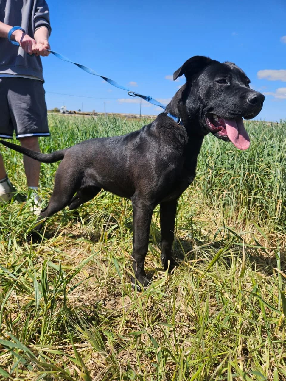 Gabriel, male young Labrador Retriever for adoption at Simba Animal Aid Cyprus