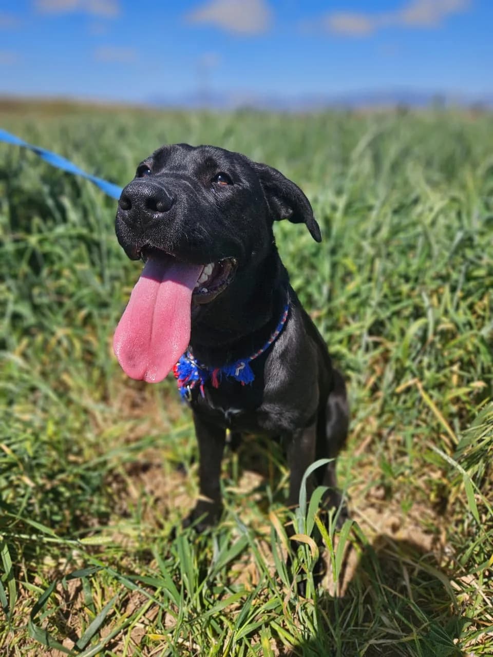 Gabriella, female young Labrador Retriever for adoption at Simba Animal Aid Cyprus
