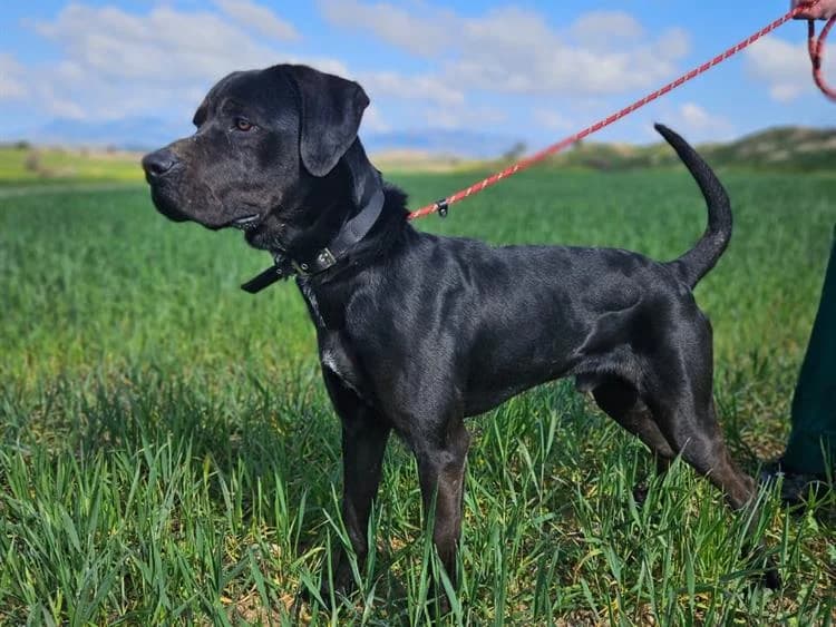 Batman, male young Cane Corso for adoption at Simba Animal Aid Cyprus