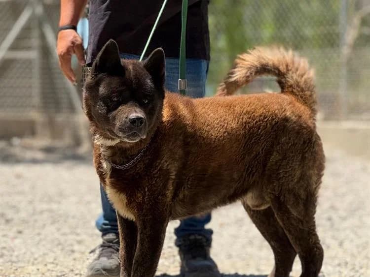 Seiko, male senior Akita for adoption at Simba Animal Aid Cyprus