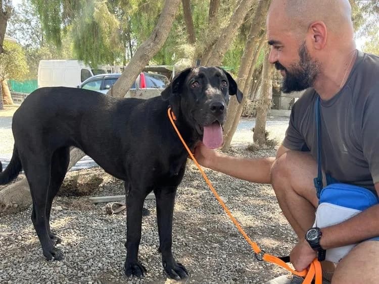 Kira, female young mixed breed for adoption at Simba Animal Aid Cyprus