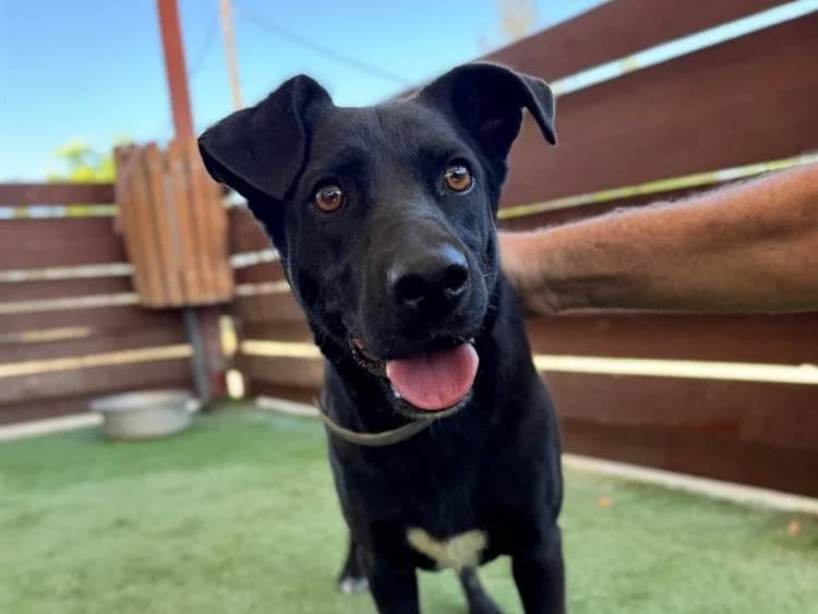 Boots / Captain America, male 4yo mixed breed for adoption at Simba Animal Aid Cyprus