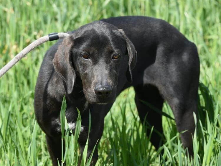 Rose, female 4yo Pointer for adoption at Simba Animal Aid Cyprus
