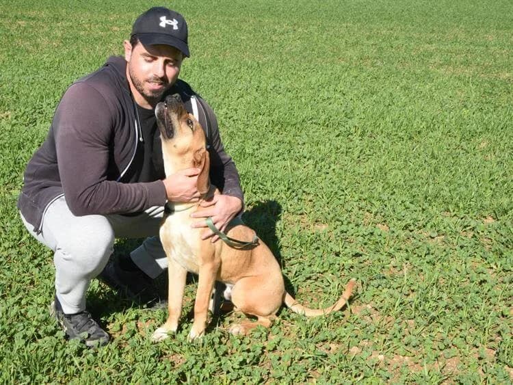 Cosmo, male young mixed breed for adoption at Simba Animal Aid Cyprus