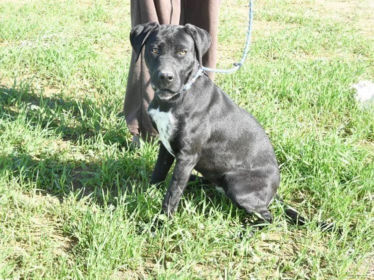 Pebble, female young mixed breed for adoption at Simba Animal Aid Cyprus