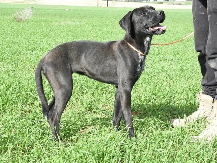 Willow, female young mixed breed for adoption at Simba Animal Aid Cyprus