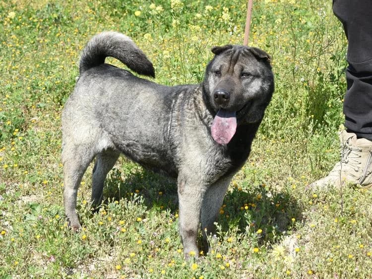 Hera, female 7yo Shar Pei for adoption at Simba Animal Aid Cyprus